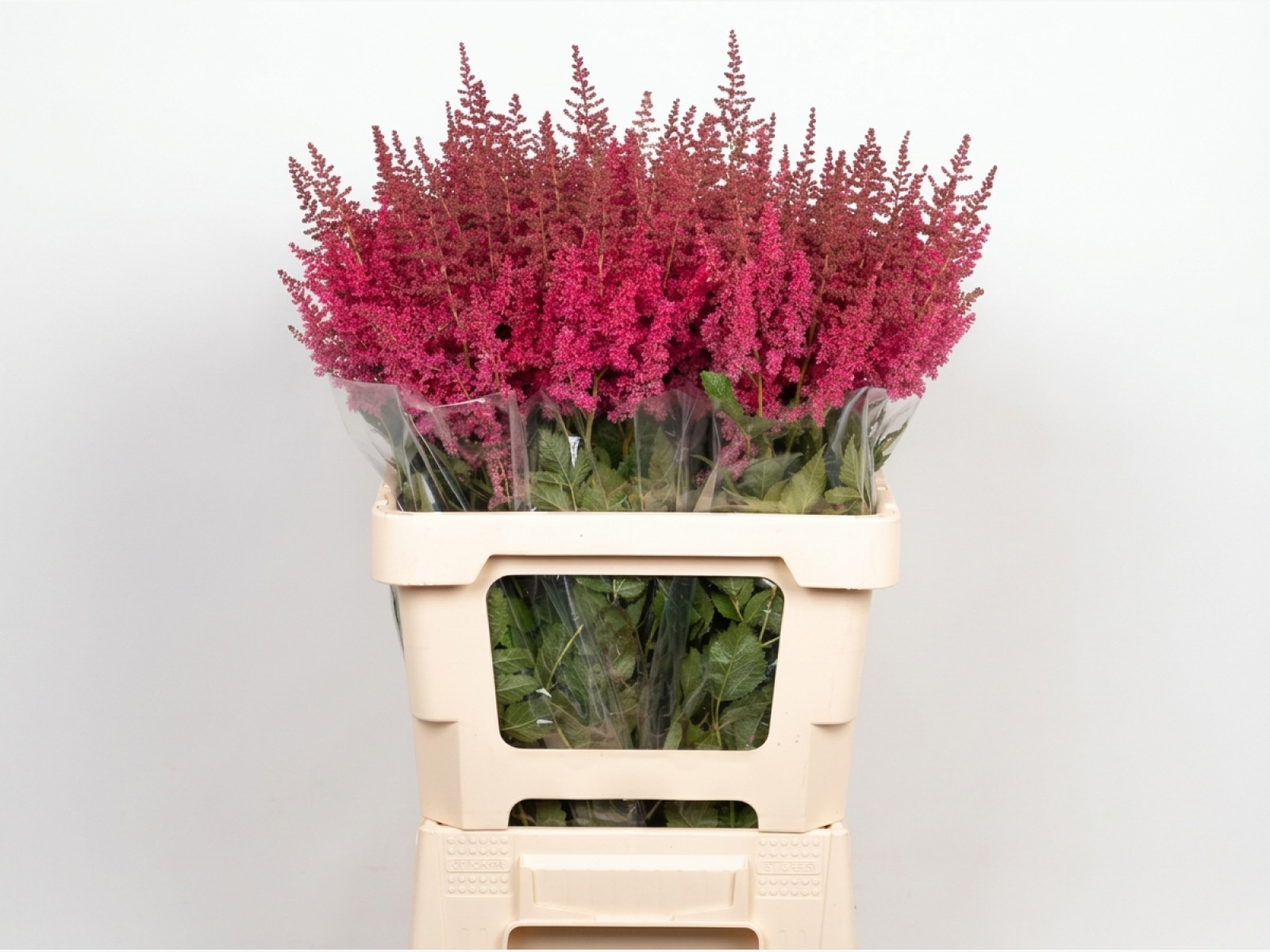 Astilbe — Pink