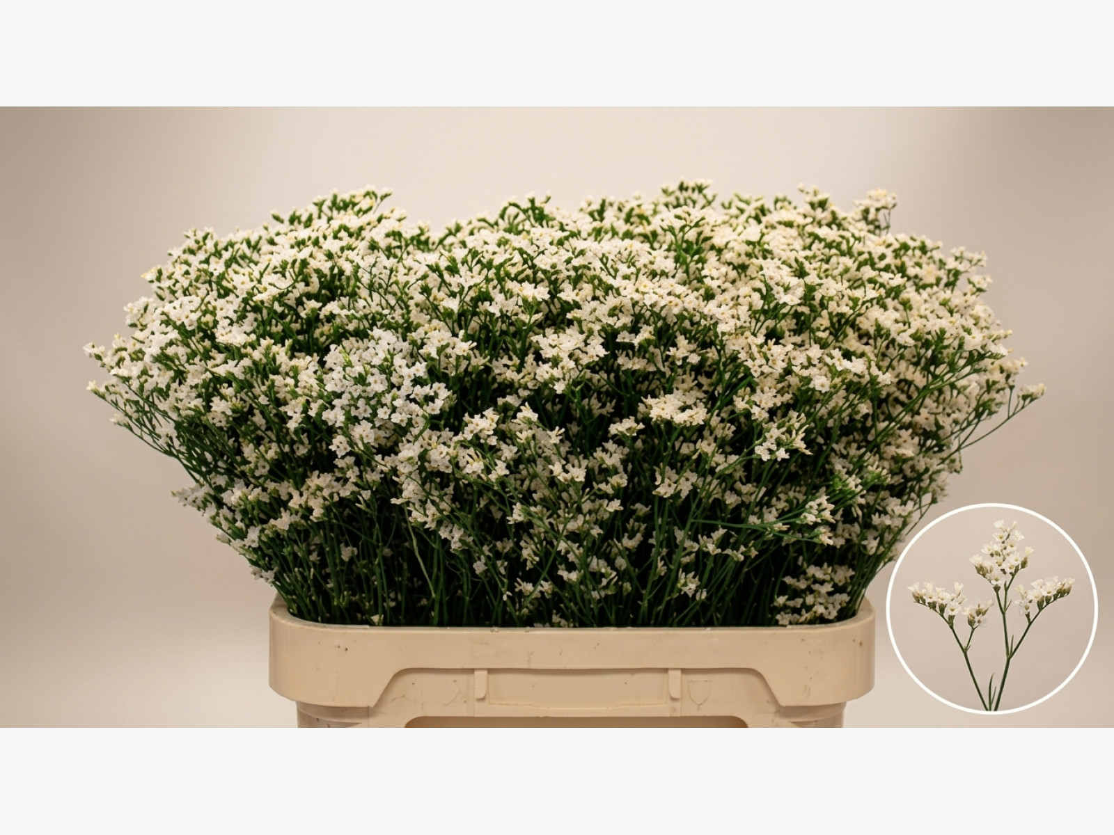 Limonium — China White