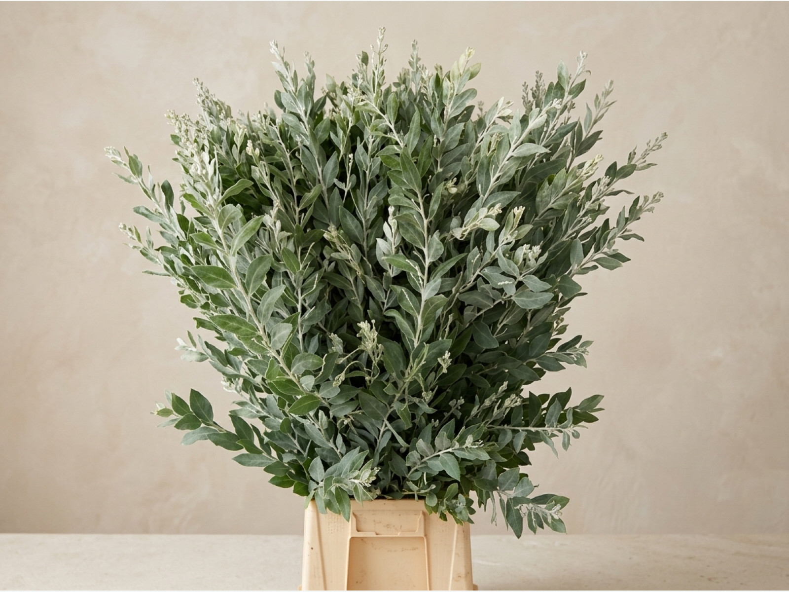 Eucalyptus — Gunni